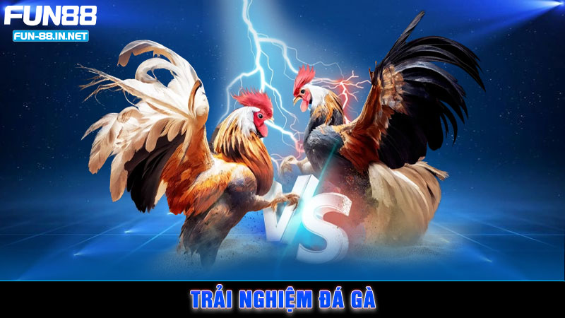 Trải nghiệm đá gà